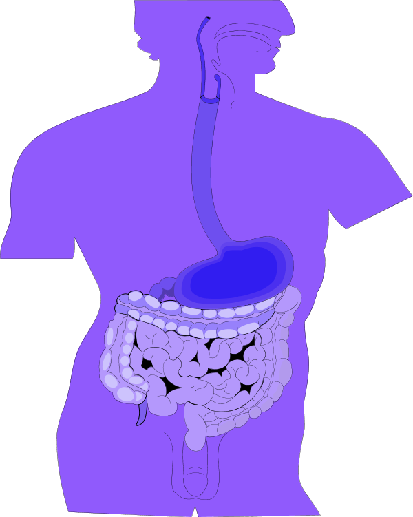 Clipart Of Digestive System - Smooth Muscle Picture For Kids (600x751)