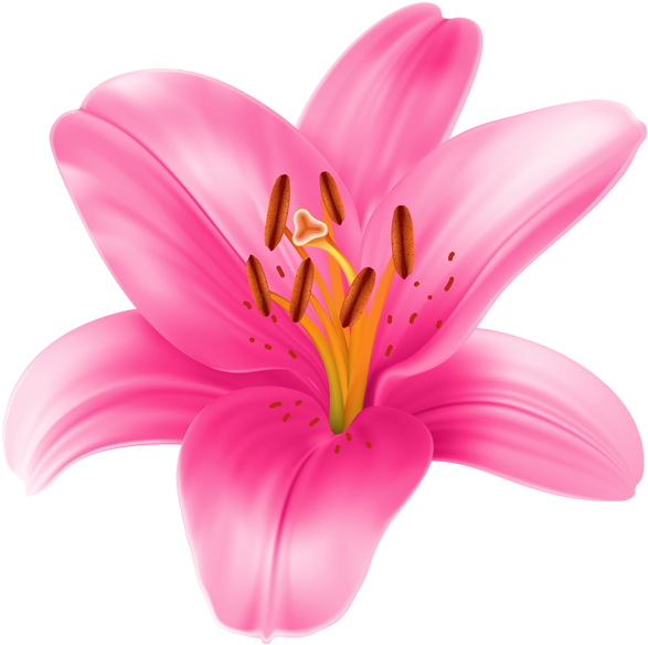 Lilium Transparent Png Clip Art Image - Lily Flower Transparent (600x597)