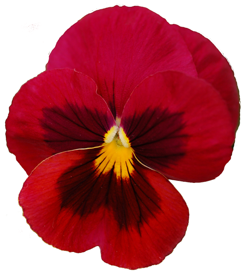 Pansy Violet Flower Red Clip Art - Pansy Violet Flower Red Clip Art (500x556)