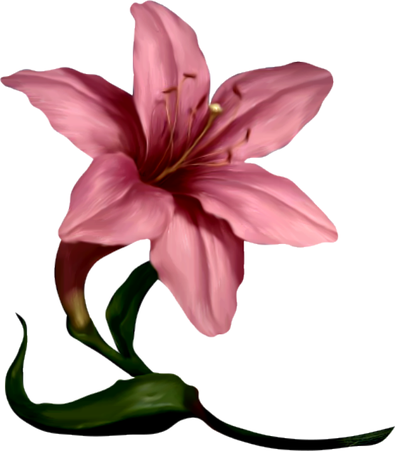 Amaryllis Flower Cliparts - Clip Art (556x634)