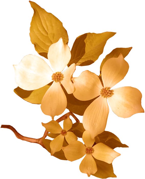 Inspired By Mixing Old With New, Carolyn Rose Spins - Types Of Dogwoods (613x737)
