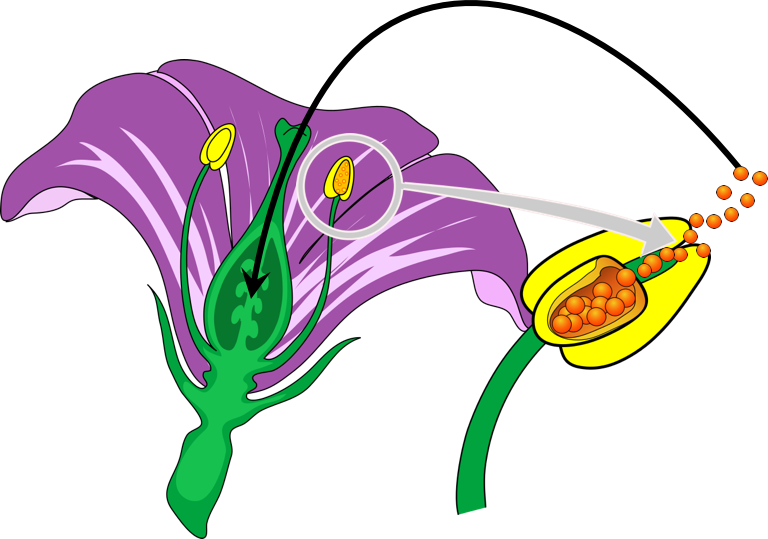 Self-pollination Produces Pure Lines - Self-pollination Produces Pure Lines (768x539)