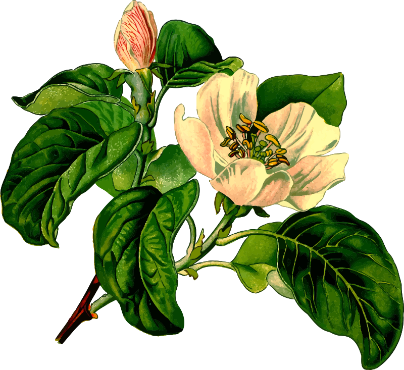 Medium Image - Wicca Books On Herbs And Healing: Magic Coloring Book (800x733)