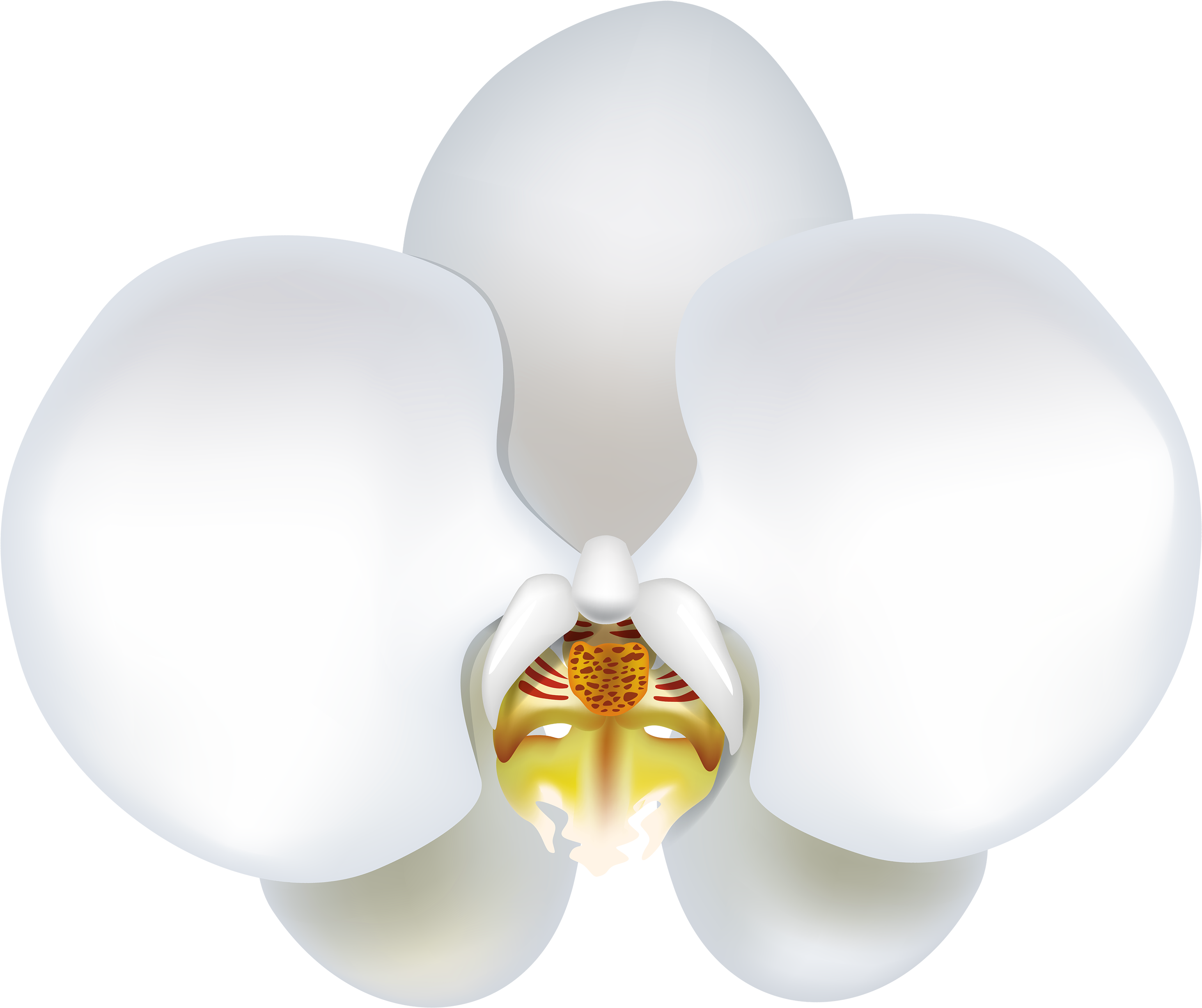 White Orchid Png Clipart - Clip Art (3000x2566)
