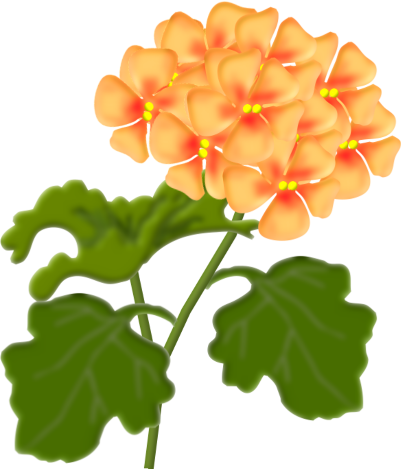 Flower Clipartart - Lantana Clipart (800x990)