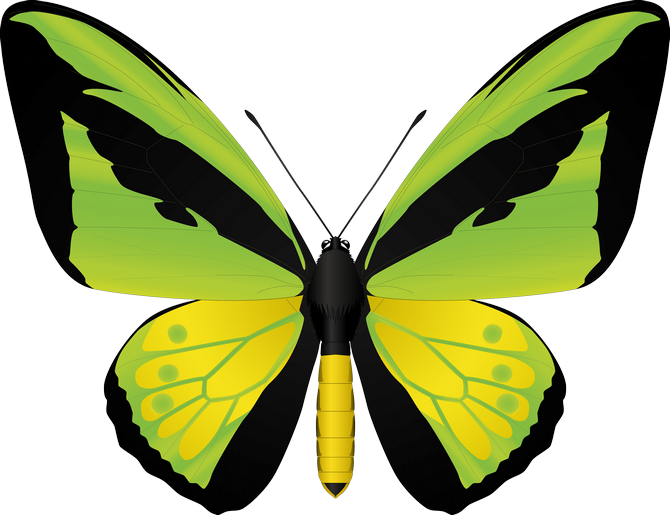 Clipart Butterflies - Dessin De Papillon Vert (670x515)