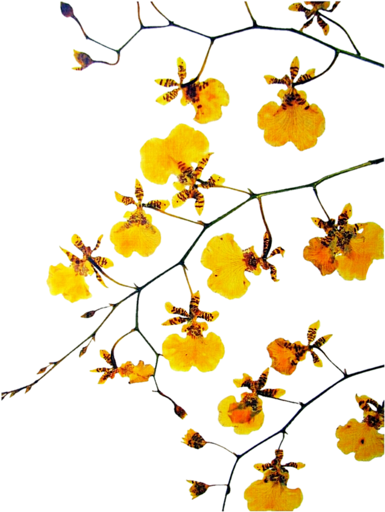 Pressed Orchid Overlay By Jeanicebartzen27 - 2016 (777x1029)