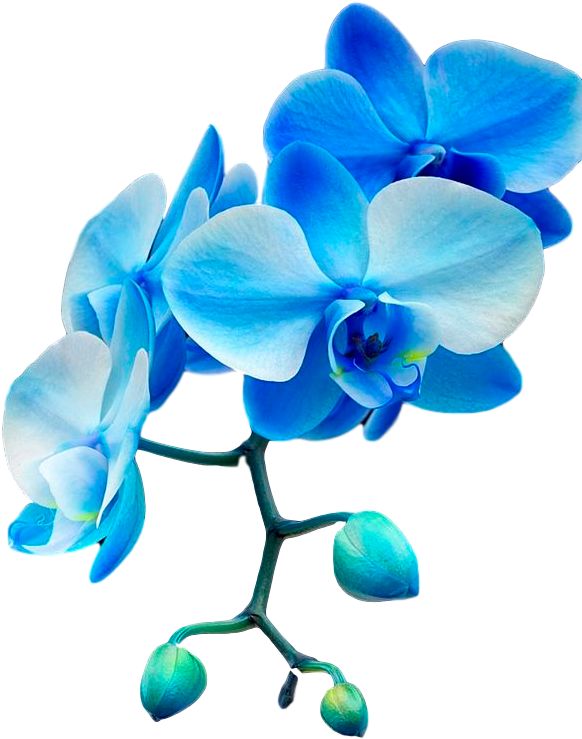 Blue Orchid Png (600x900)