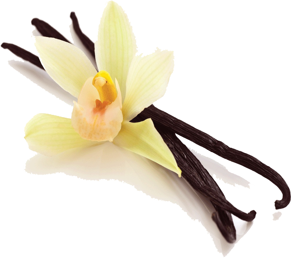 Vanilla Bean Png Picture - Derma V10 Vanilla Body Butter 220ml (1103x1103)