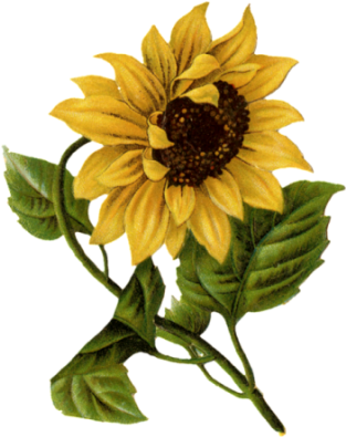 I Found These Fantastic Free Labels At Http - Happy Mothers Day Sunflowers (400x400)