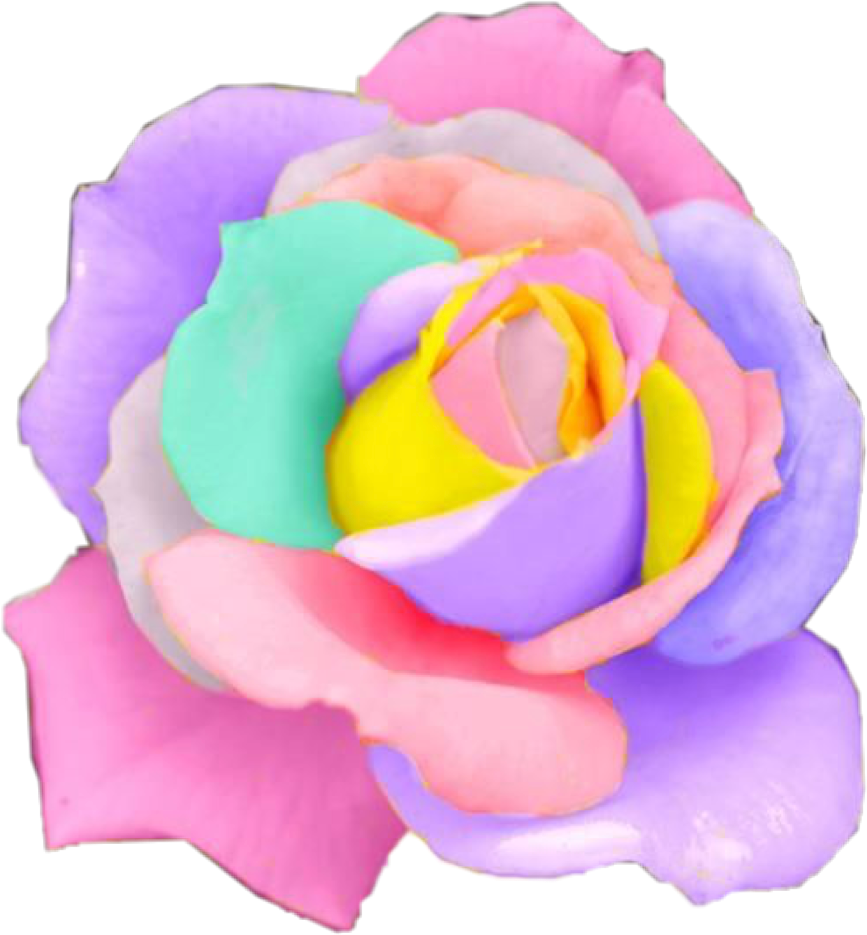 Rose Rainbow Flower Flowers Pastel Rosesfreetoedit - Transparent Rainbow Flower Png (867x935)