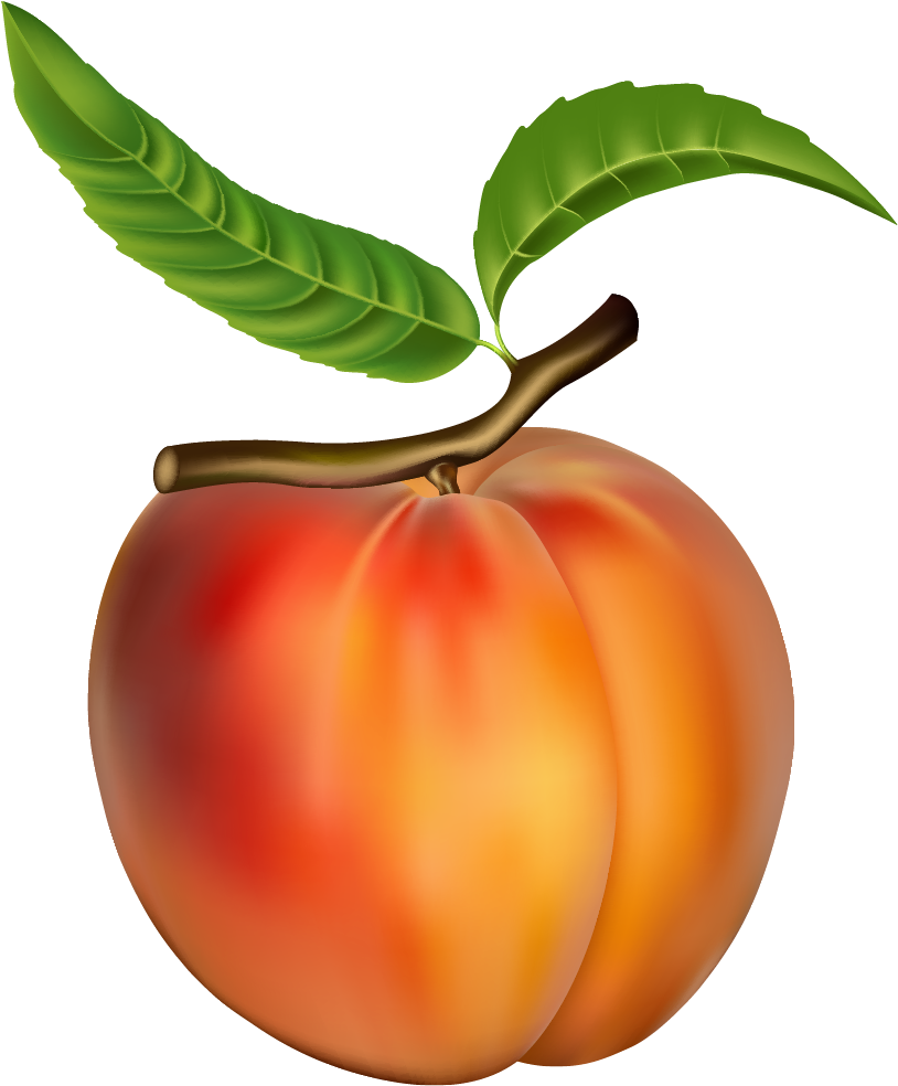 Peach Png Clipart - Peach Clipart Png (837x1013)