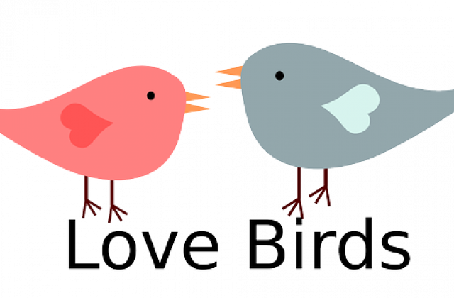 Valentine Love Birds Free Vector Free Psd Vector Icons - ! Mugs (640x420)