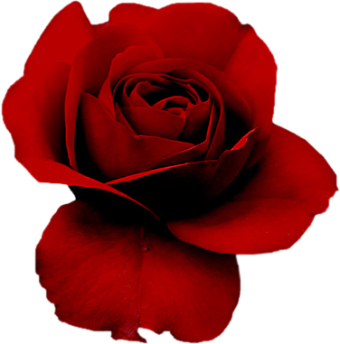 Ѽ Passione Ѽ - Red Rose On Black Background (376x381)