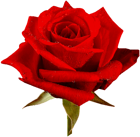 Lembramos Que Os Exus Guardiões São Trabalhadores De - Love You Flower Rose (455x445)