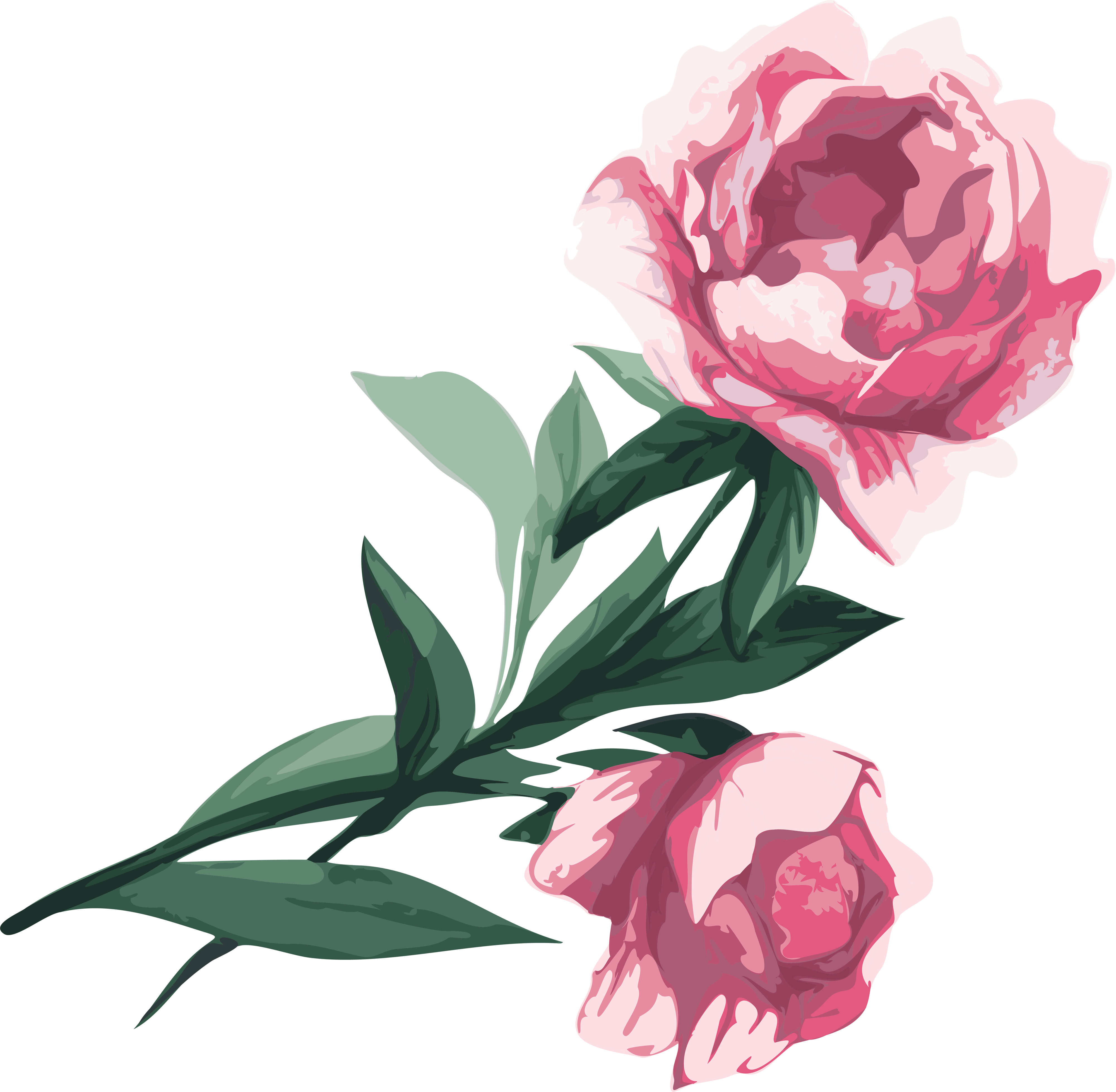 Flower Garden Roses Peony Clip Art - Garden Roses (4000x3913)