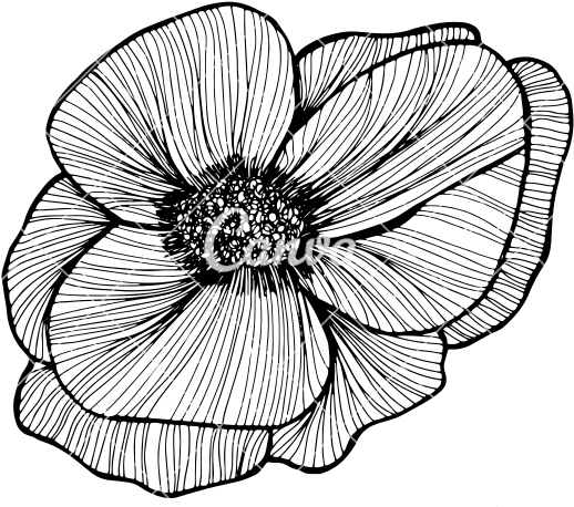 Drawn Elower Abstract Flower - Flower Hand Drawing Png (550x493)