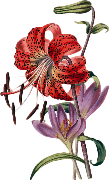 Explore Victorian Flowers, Vintage Flowers, And More - 19th Century English Flowers Poster Print By L Watts (375x613)