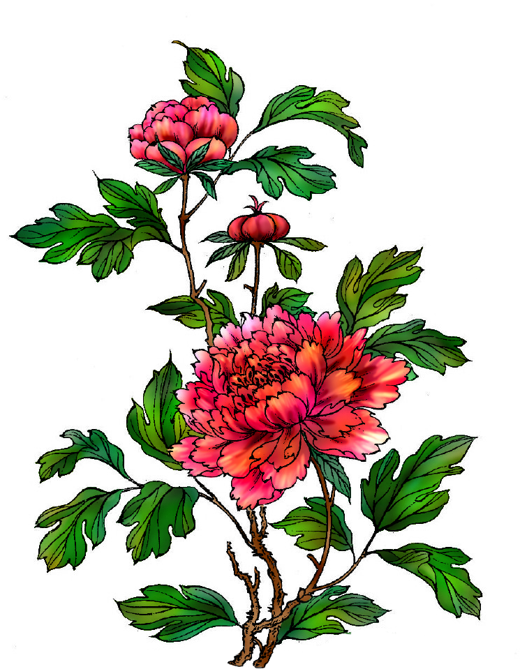 Moutan Peony Clip Art - Moutan Peony Clip Art (775x1096)