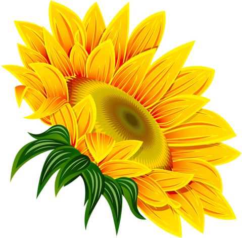 Подсолнухи - Sunflower Clipart (500x496)