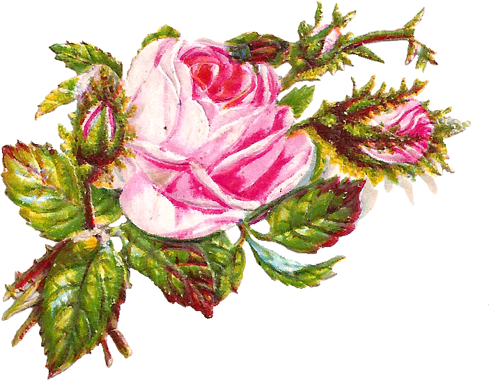 Isn't This Pink Flower Image Gorgeous I've Created - Elegantes Modernes Berufliches Gestreiftes - Rose Visitenkarte (842x652)