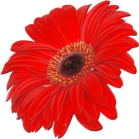 Red Flower Clipart September Flower - Fleur Gerbera Rouge (700x590)