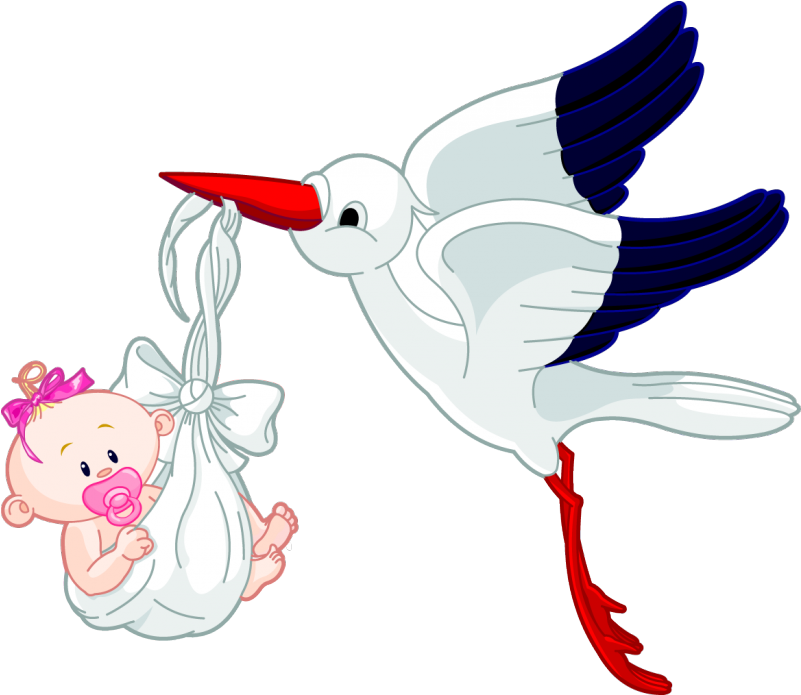 Bird Infant Royalty-free Clip Art - Bird Infant Royalty-free Clip Art (800x800)
