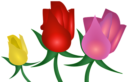 Rose, Blumen, Natur, Blüte, Garten, Rosa - Rose (467x340)