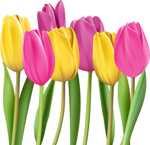 8 [átalakított] - Tulip (500x482)