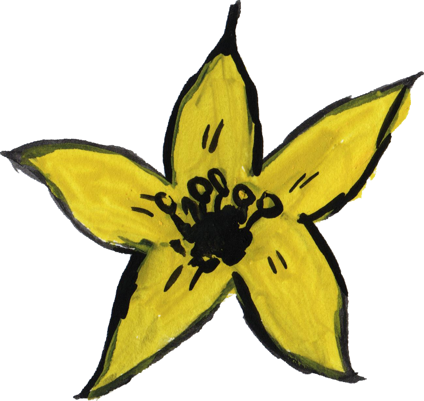 Free Download - American Witch Hazel (875x827)