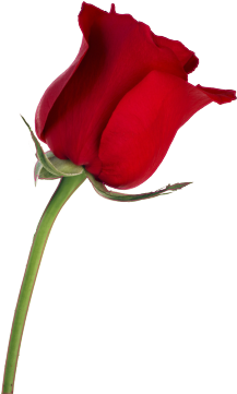 Desktop Wallpaper Rose Stock Photography Flower - Red Rose On Transparent Background (600x600)