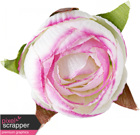Flowers No - Garden Roses (456x456)
