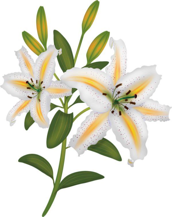 Лилии На Прозрачном Фоне (600x758)