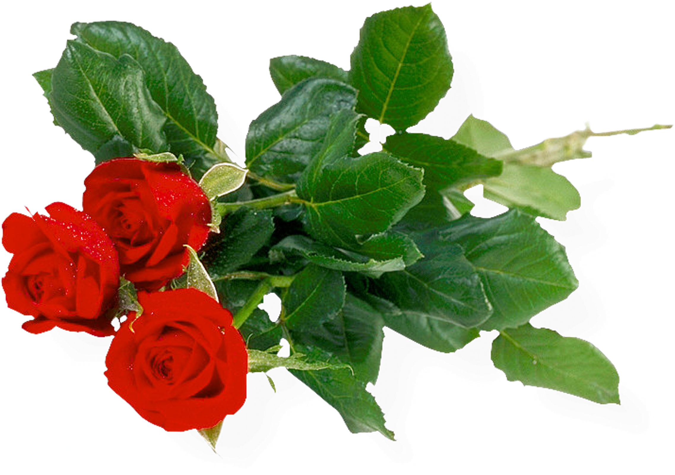 Beautiful Good Morning Images Bundle Of Roses Download - Khadi Rose Honey With Rose Petal Soap (set Of 4) (2274x1600)