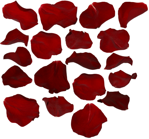 Rose Petal Transparent Background (500x465)