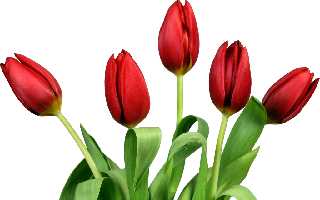 Flower 1 By Moonglowlilly On Deviantart - Tulips Png (1024x640)