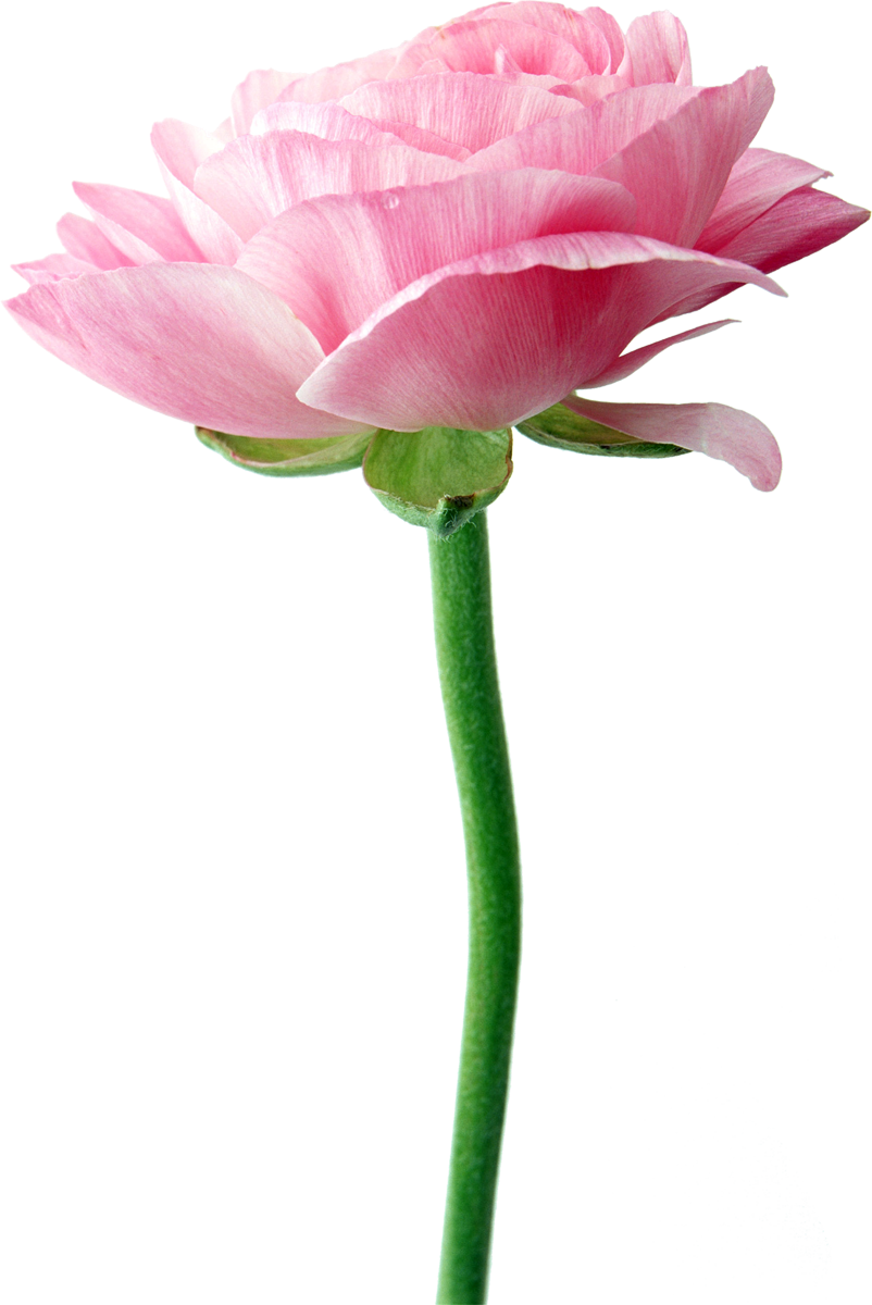 Flower Clip Art - Flower Clip Art (802x1200)