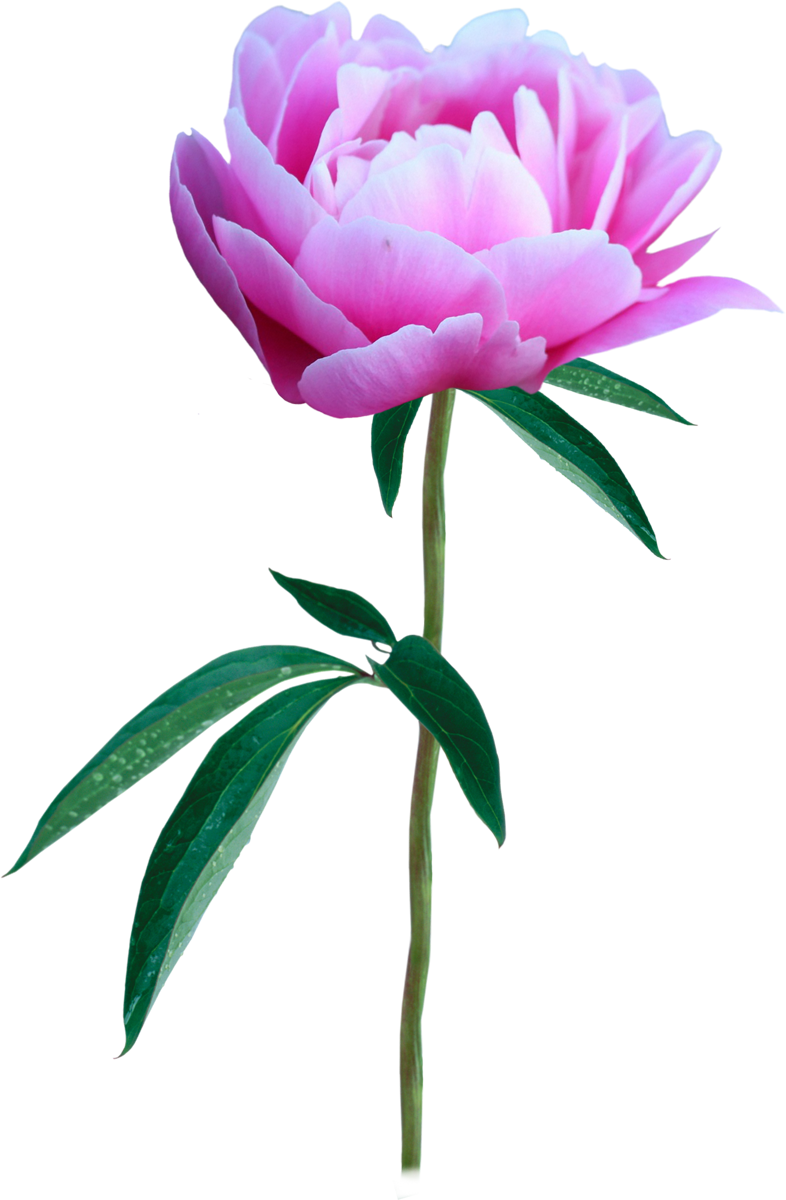 Flower Photography Peony Clip Art - Flower Photography Peony Clip Art (786x1200)