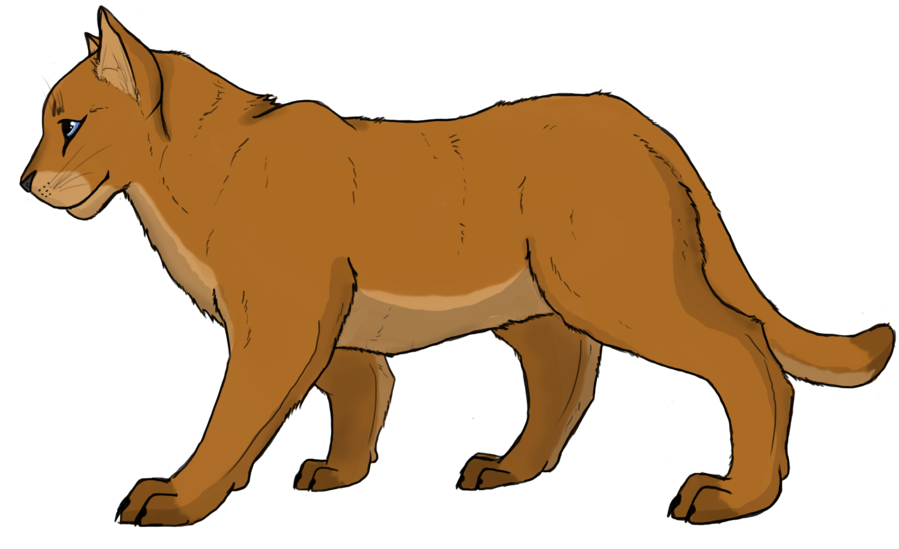 Cougar Lion Felidae Clip Art - Cougar Lion Felidae Clip Art (900x576)