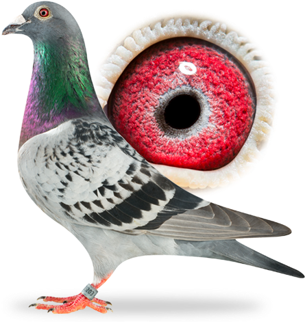 Playboy Gilbert - Pigeon Groot (500x488)