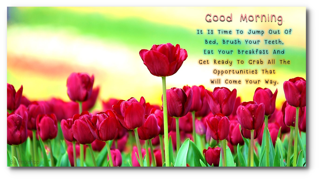 0 - - Beautiful Flower Good Morning (1280x720)