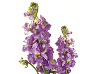 Inspirational Picture Of Flowers Rose Bouquets Signification - Stock Flower (400x300)