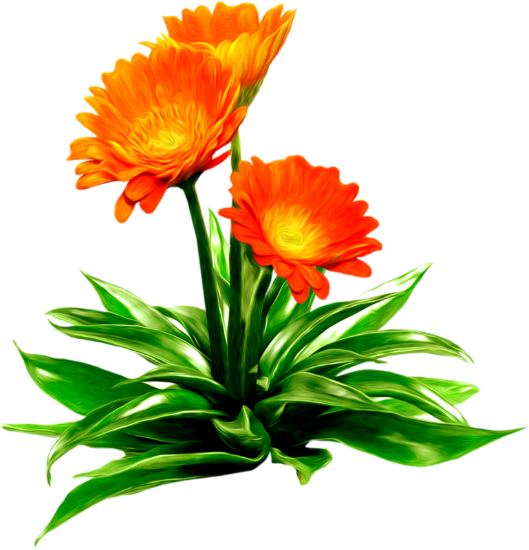 Flower Art - Анимация Летние Цветы На Прозрачном Фоне (987x1024)