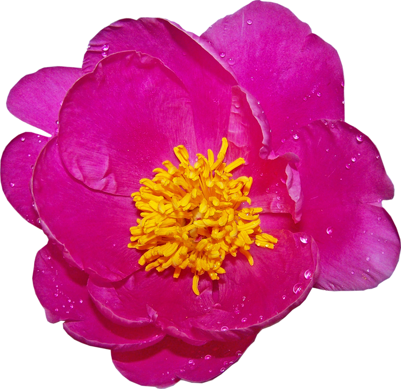 Sheep Clip Art - Common Zinnia (800x776)