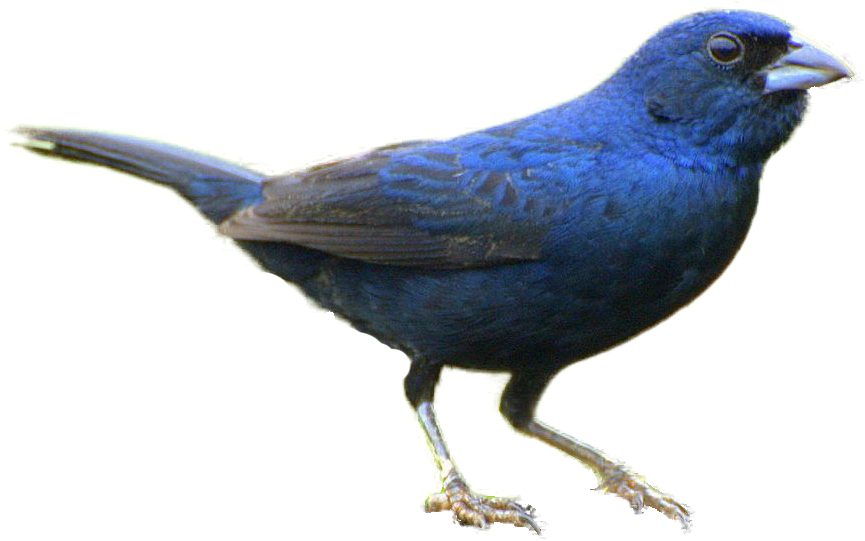 Realistic Bird Clipart - Realistic Clip Art Birds (864x555)