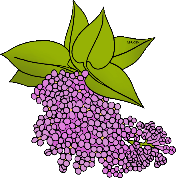 New Hampshire State Flower Coloring Page - New Hampshire State Flower Clipart (646x648)