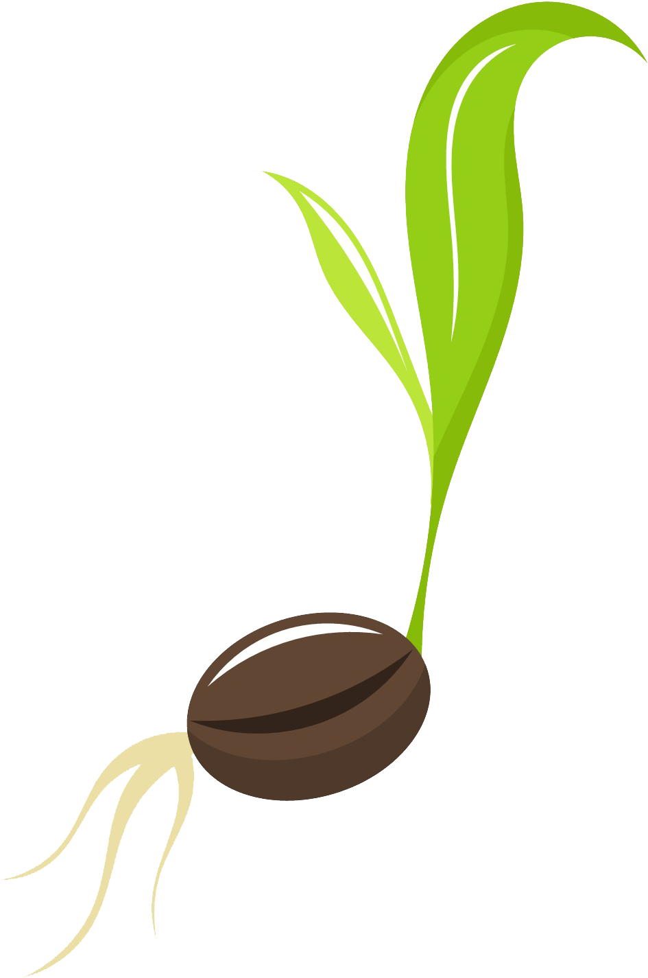 Seeds Clipart - Seed And Plant Clip Art (1344x1534)