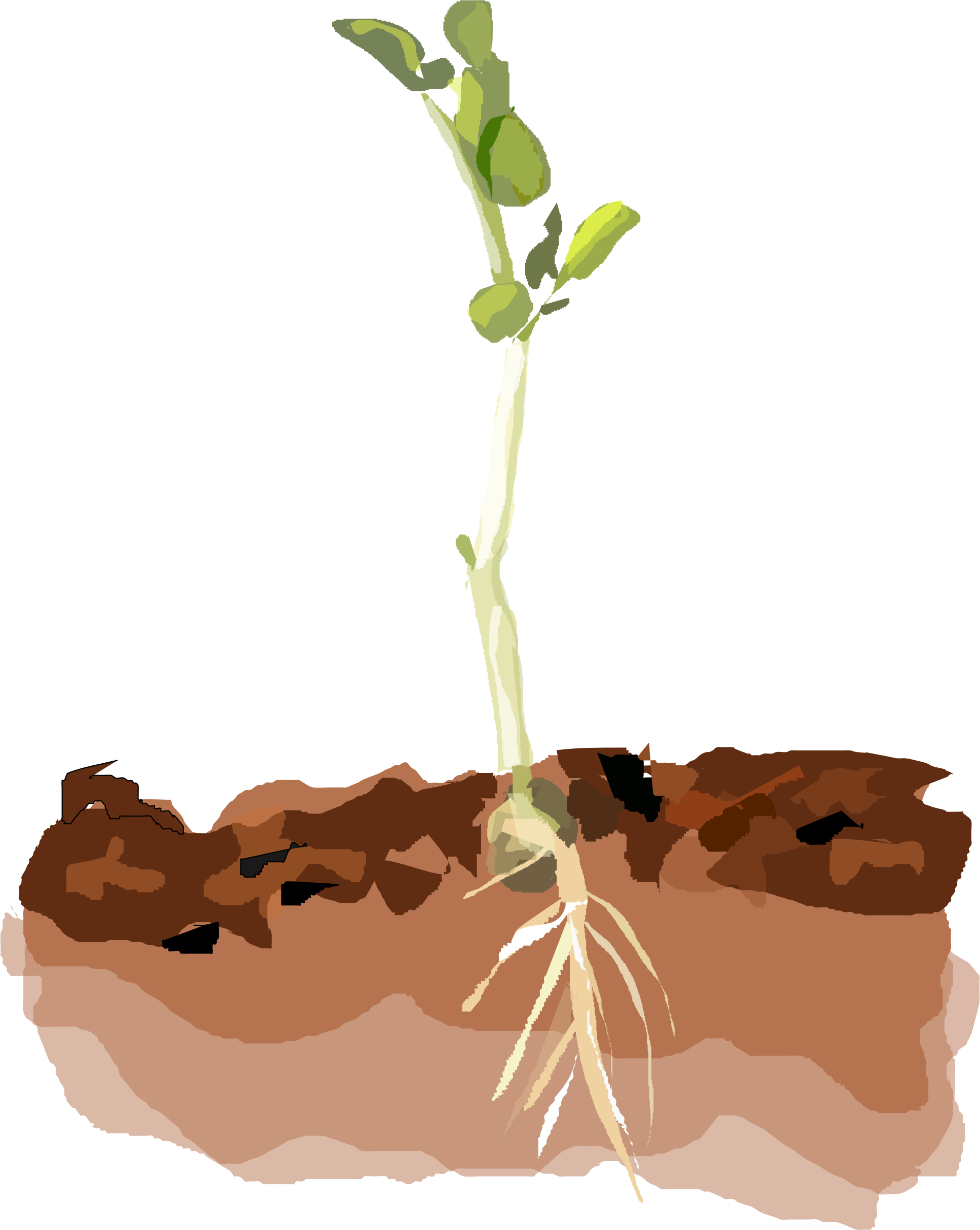 Sprouting Plant Pea Clipart - Pea Plant Clipart (1912x2398)