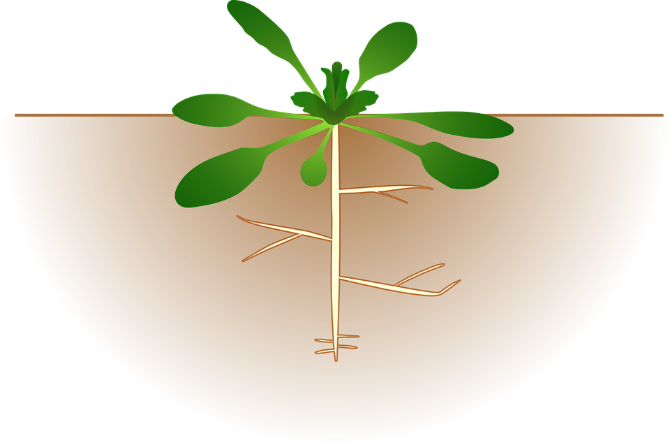 House Plant Cliparts 17, Buy Clip Art - Arabidopsis Clip Art (1130x750)