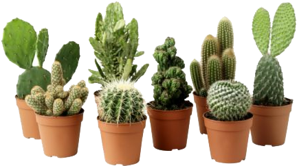 Cactus Plant Png Clipart - Cactus Plant Png (500x500)